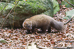 European pine marten