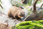 European pine marten