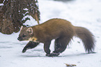 pine marten