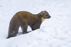 pine marten