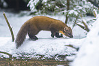 pine marten