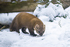 pine marten