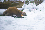 pine marten