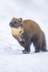 pine marten
