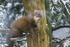 pine marten