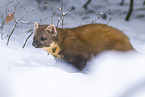 pine marten