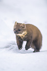 pine marten