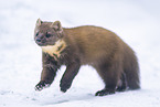 pine marten