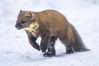 pine marten