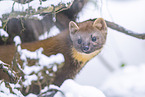 pine marten