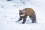 pine marten