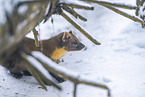 pine marten