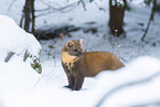 pine marten