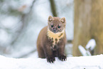 pine marten