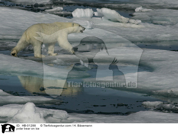 Polarbr im Eis / polar bear on ice / HB-01288