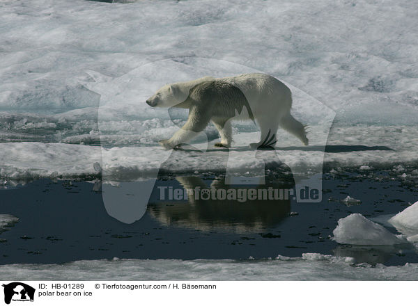 Polarbr im Eis / polar bear on ice / HB-01289