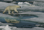 polar bear on ice