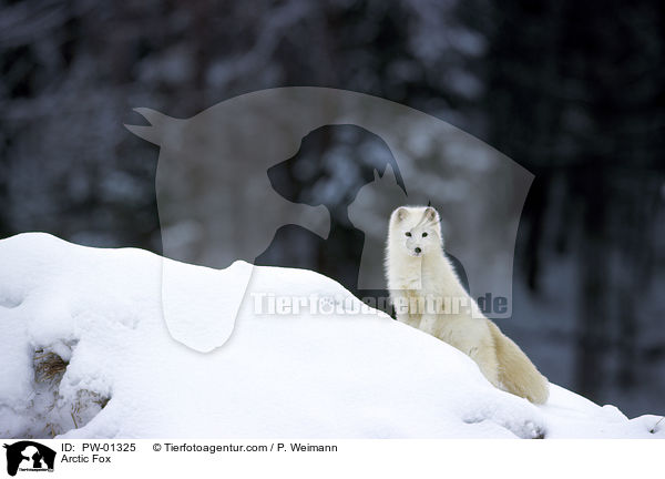 Polarfuchs / Arctic Fox / PW-01325