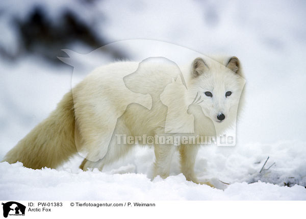 Polarfuchs / Arctic Fox / PW-01383