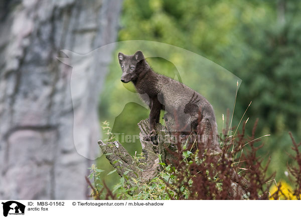 Polarfuchs / arctic fox / MBS-01562