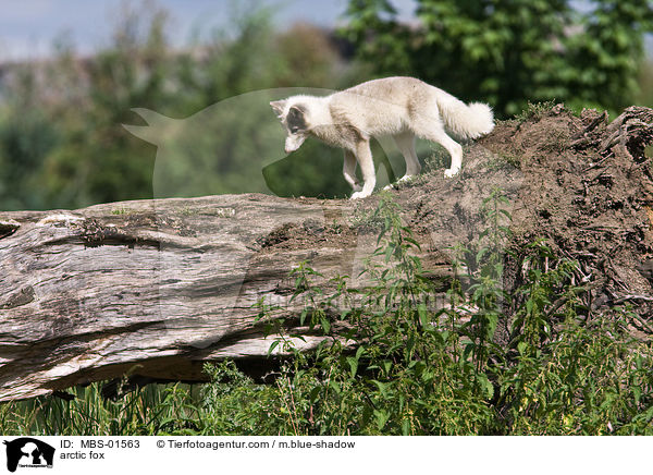 Polarfuchs / arctic fox / MBS-01563