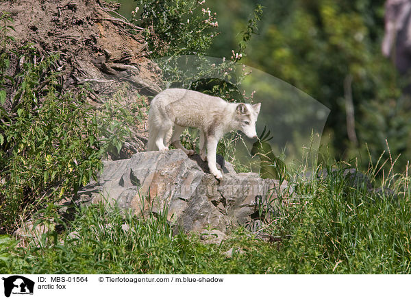 Polarfuchs / arctic fox / MBS-01564