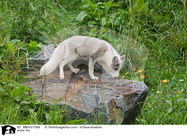 Polarfuchs / arctic fox / MBS-01566