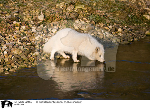 Polarfuchs / arctic fox / MBS-02150