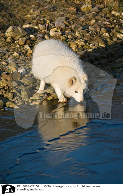 stehender Polarfuchs / standing arctic fox / MBS-02152