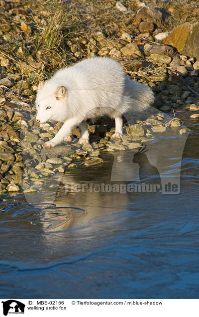 laufender Polarfuchs / walking arctic fox / MBS-02156