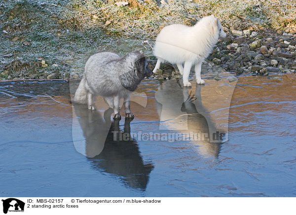 2 stehende Polarfchse / 2 standing arctic foxes / MBS-02157