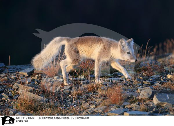 Polarfuchs / arctic fox / FF-01837