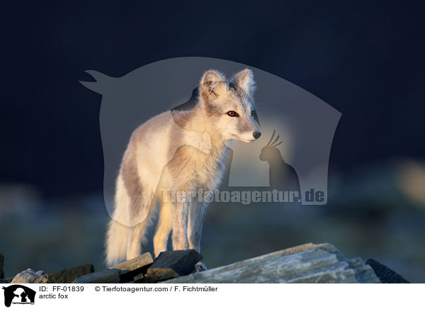 arctic fox / FF-01839