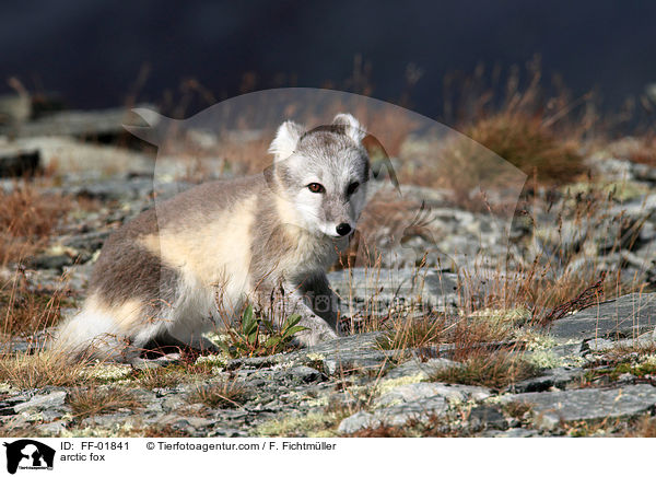 Polarfuchs / arctic fox / FF-01841