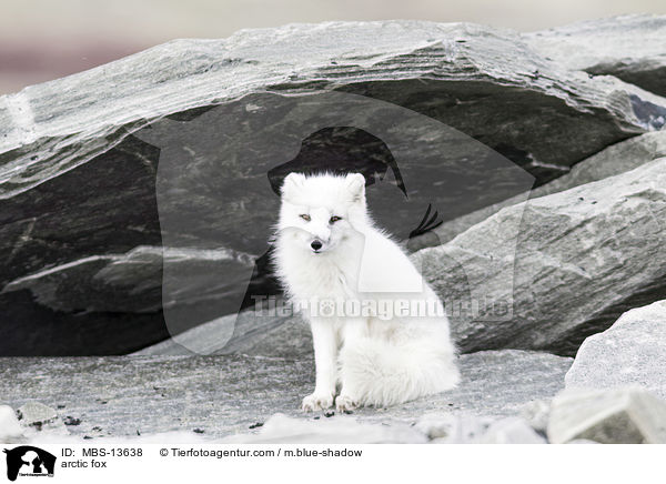 arctic fox / MBS-13638