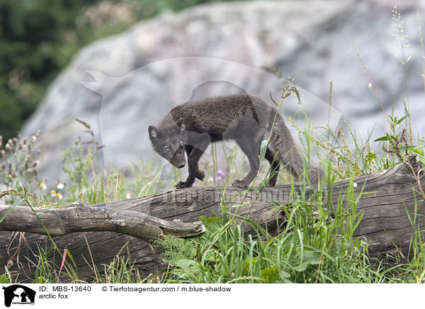 Polarfuchs / arctic fox / MBS-13640