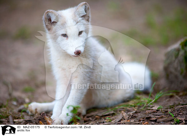 arctic fox / MAZ-05175