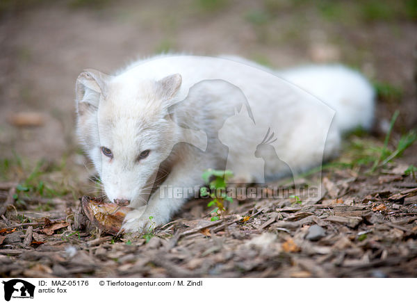 arctic fox / MAZ-05176