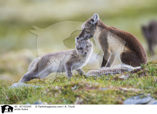 Polarfchse / arctic foxes / AT-02345