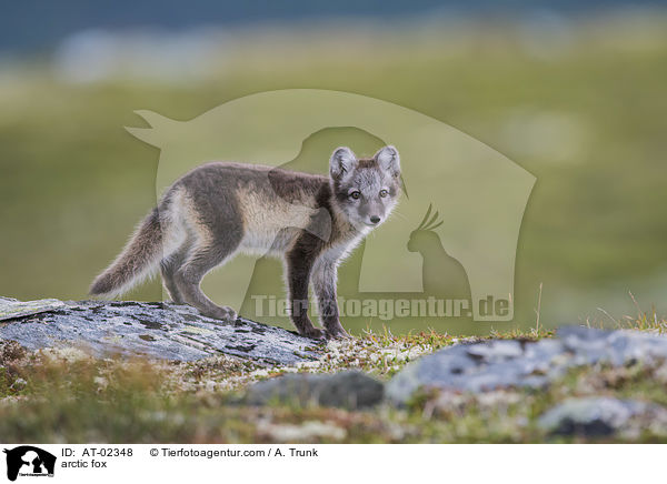 Polarfuchs / arctic fox / AT-02348