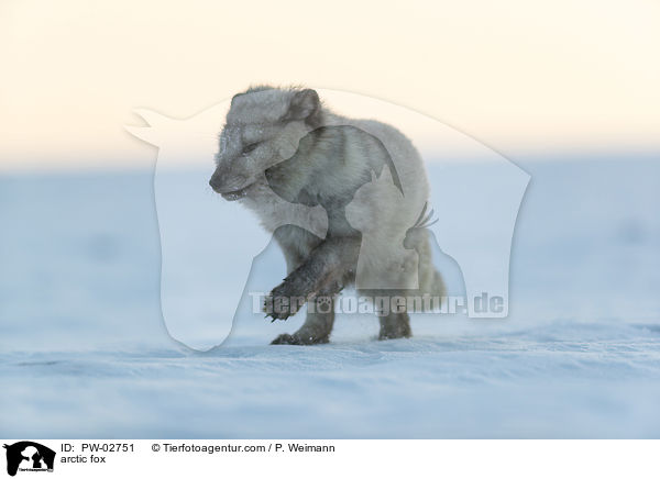 arctic fox / PW-02751