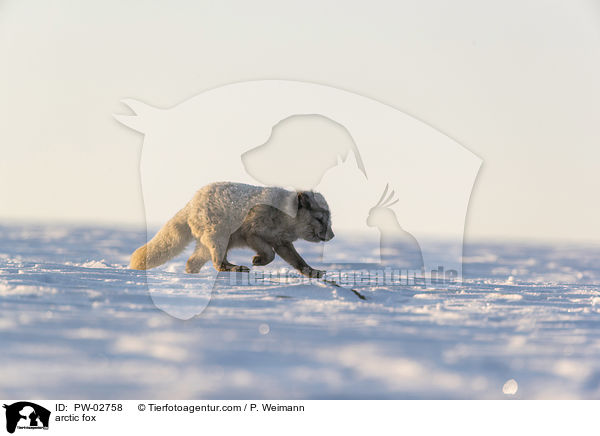 arctic fox / PW-02758