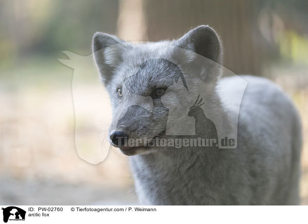 Polarfuchs / arctic fox / PW-02760