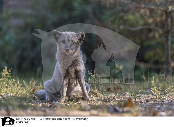Polarfuchs / arctic fox / PW-02768
