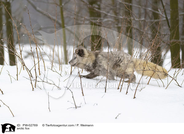 arctic fox / PW-02769