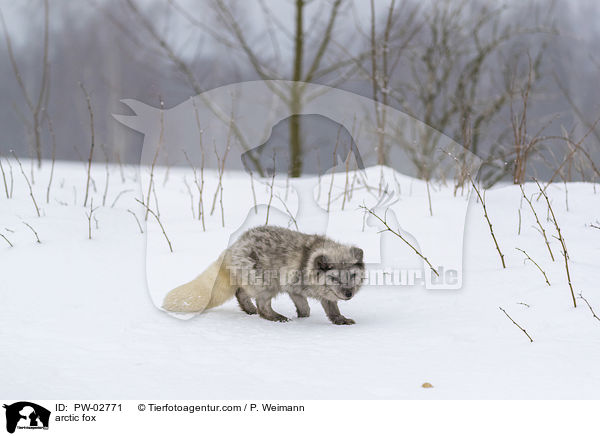 arctic fox / PW-02771