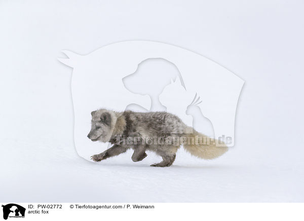arctic fox / PW-02772
