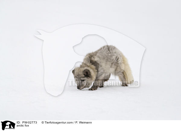 arctic fox / PW-02773