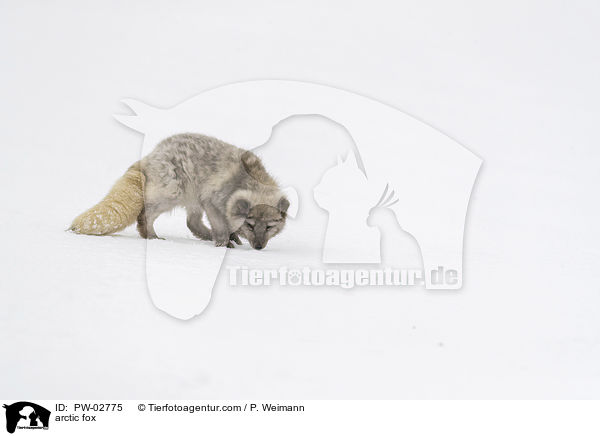 Polarfuchs / arctic fox / PW-02775