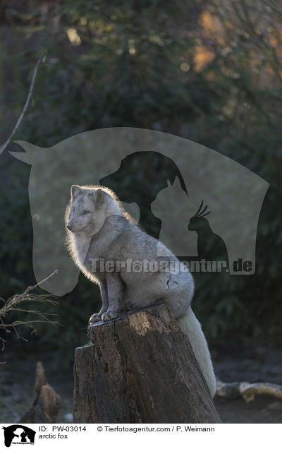 Polarfuchs / arctic fox / PW-03014